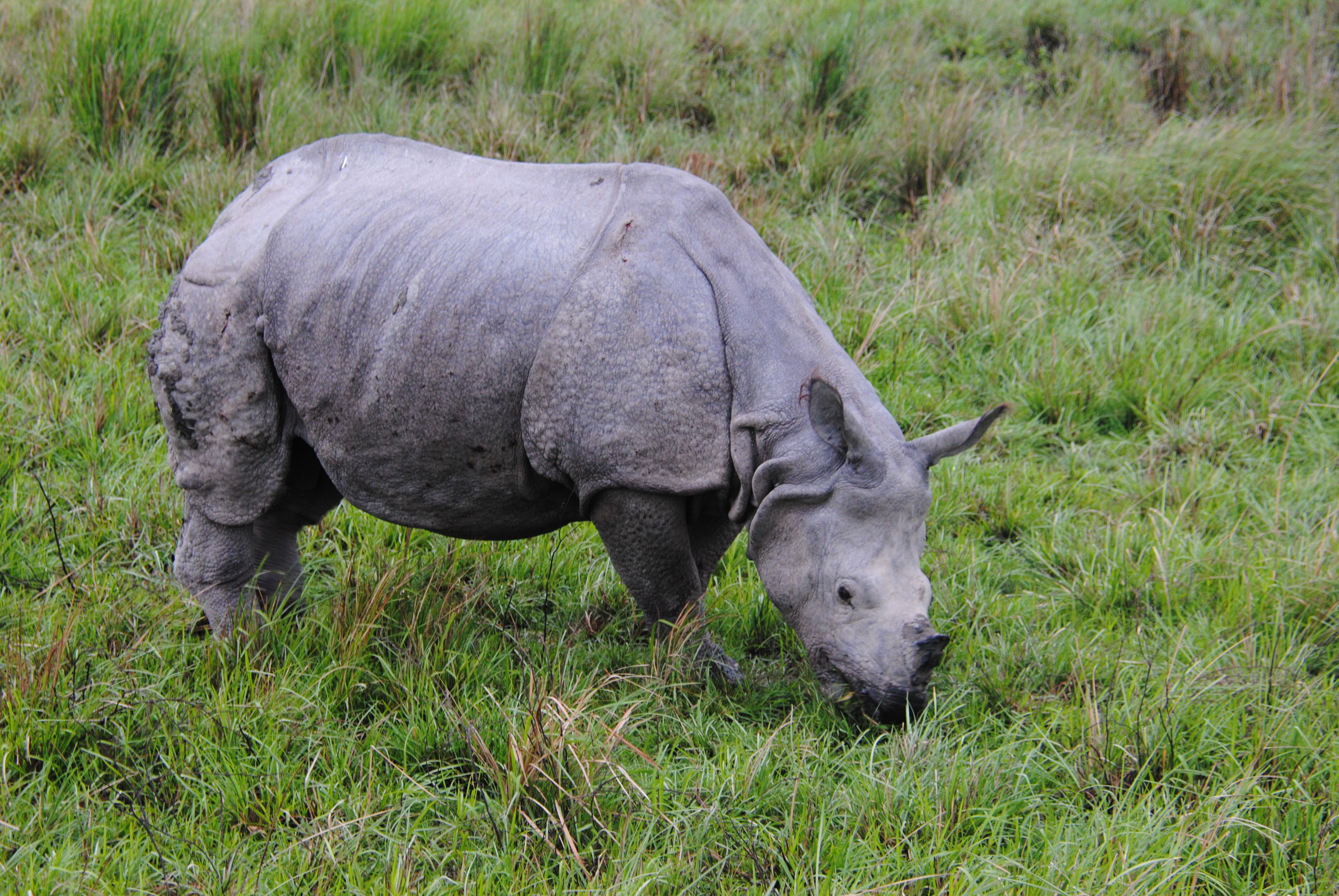 rhinoceros unicornis comiendo
